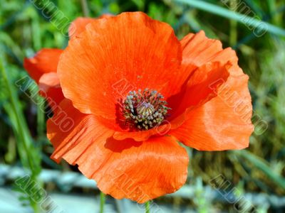 Red poppy