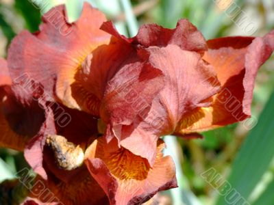 Reddish Iris