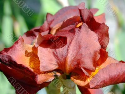 Reddish Iris