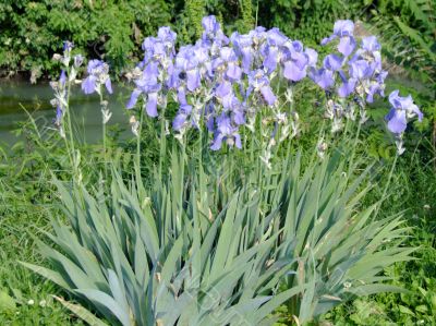 Iris plant