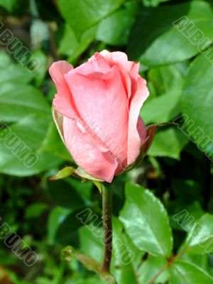 Pink rose
