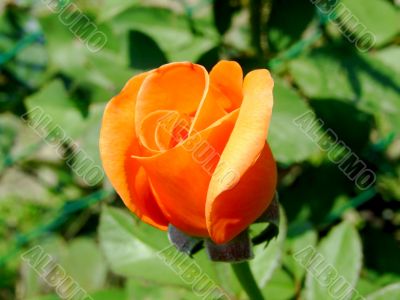 Orange rose