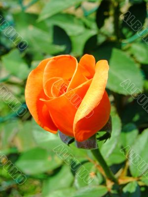 Orange rose