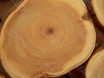 Annual circles of wood