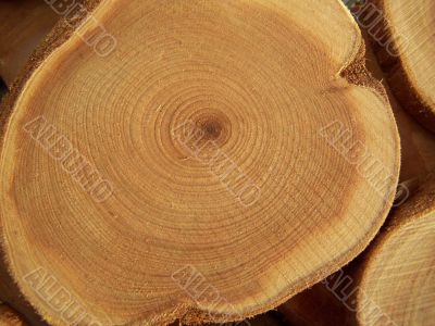 Annual circles of wood Annual circles of wood
