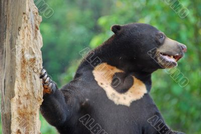 Sun Bear B