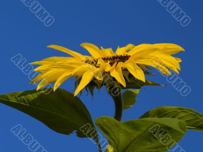 sunflower sunflower