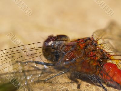 red dragonfly red dragonfly