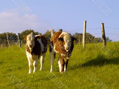 calves calves