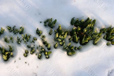 Flowers in  the snow