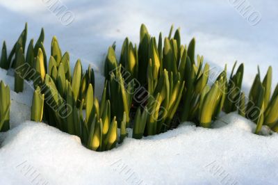 Flowers in  the snow