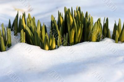 Flowers in  the snow