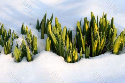 Flowers in  the snow