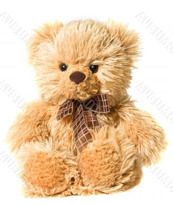 small fluffy Bear small fluffy Bear