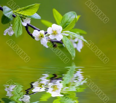 Tree branch with cherry flowers reflecting in the water