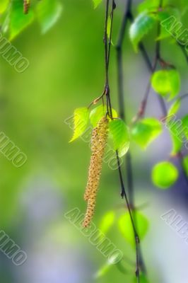 Spring: birch burgeon in sunlight beam