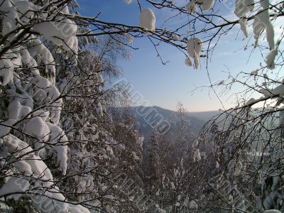 winter forest in mountains