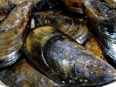 Mussels