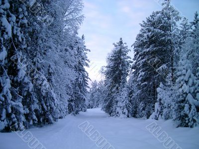 winter forest in mountains
