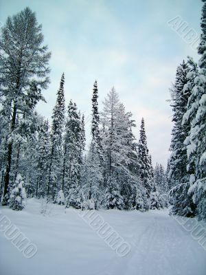 winter forest in mountains