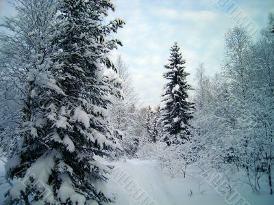 winter forest in mountains