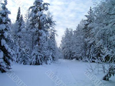 winter forest in mountains