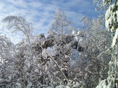 winter forest in mountains