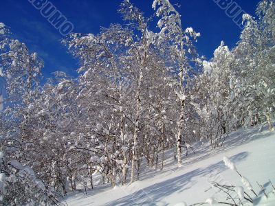 winter forest in mountains