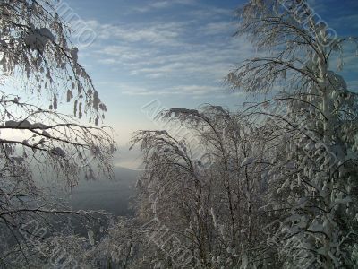 winter forest in mountains