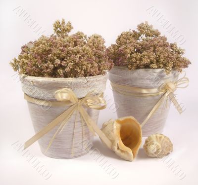 Two shells, laying near to flowerpots Two shells, laying near to flowerpots