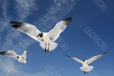 sea gulls in flight