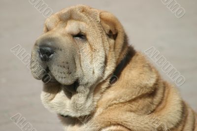 Shar-pei