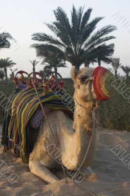 Arabian Camel Waiting on the next rider