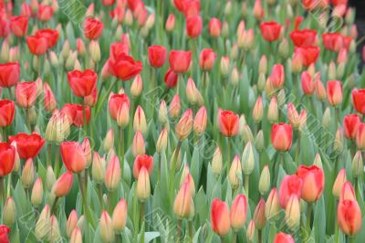 Tulips