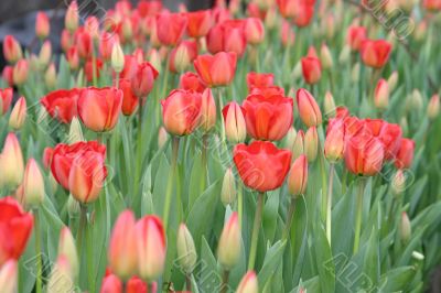 Red tulips Red tulips