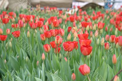 Red tulips Red tulips