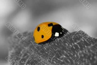 Ladybird