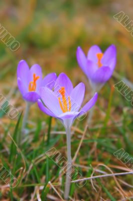 Crocus Crocus