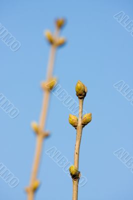 Shortly about spring