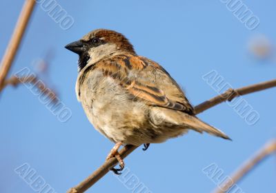 Sparrow
