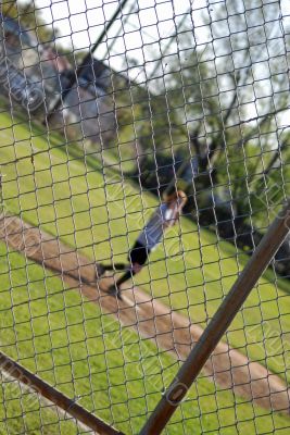 Focus on Chain Linked Fence