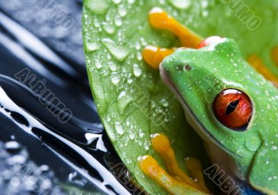 Red eye frog