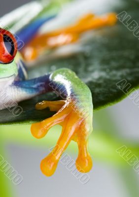 Red eye frog