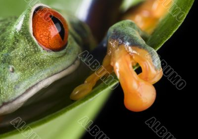 Red eye frog