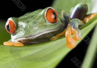 Red eyed tree frog Red eyed tree frog