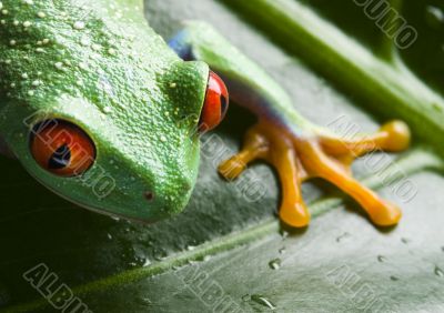 Red eyed tree frog