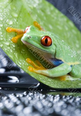 Red eyed tree frog Red eyed tree frog