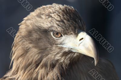 Golden eagle