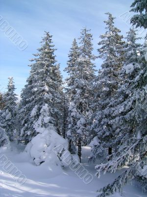 winter in mountains, woods