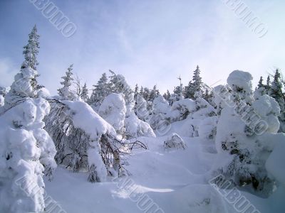 winter in mountains, woods